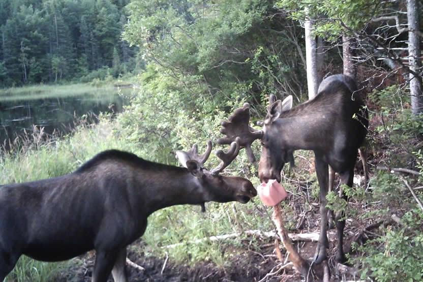 Chasse à l'orignal sur le territoire